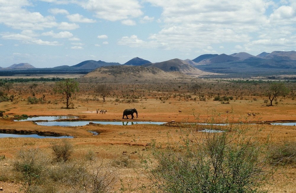 A lone elephant at a waterhole in Tsavo National Park, Kenya.